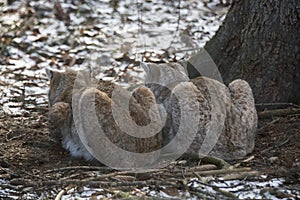 Two lynx in a deer park in wintertime