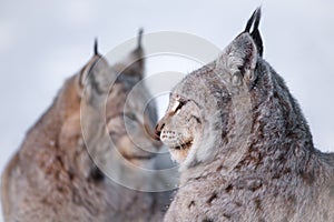 Two lynx rests in the snow