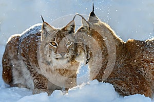 Two Lynx in the snow. Wild animal in the natural habitat