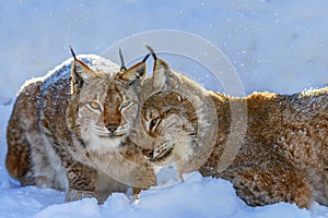 Two Lynx in the snow. Wildlife scene from winter nature