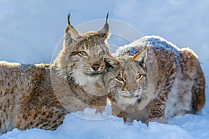 Two Lynx in the snow. Wildlife scene from winter nature