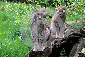 Lynxes