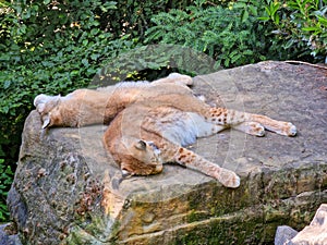 Two lynxes lying on a stone in Bielefeld