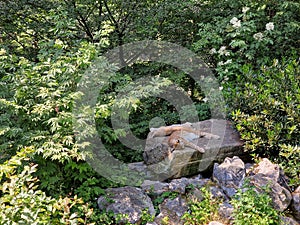 Two lynxes lying on a stone in Bielefeld