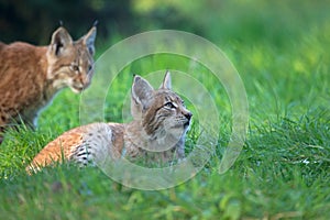 Two lynxes in wildlife park