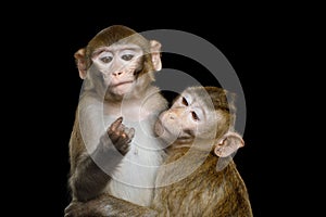 Two macaque on Black photo