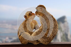 Two macaque monkeys kissing on Gibraltar