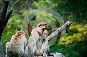 Two macaques