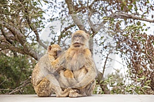 Two Macaques on the Gibraltar rock.