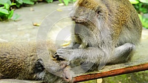 Two macaques grooming