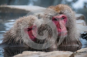 Two macaques in a hot spring Nagano Prefecture, Japan