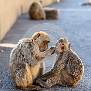 Two macaques preening