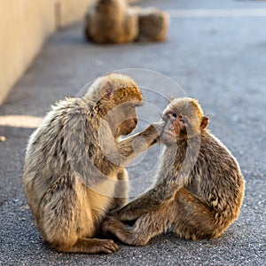 Two macaques preening