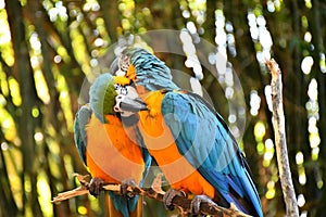 two macaw bird cleaning each other