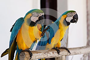 Two macaw parrots