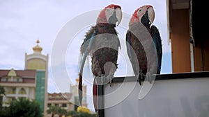 two macaw parrots sit on billboard in turkey