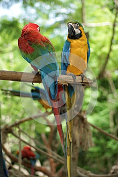 Two macaw parrots siting on a tree branch and looking at each other in Manati Park, Bavaro-Punta Cana, Republica photo