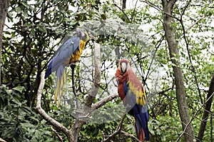 Two Macaw Parrots Tropical Bird