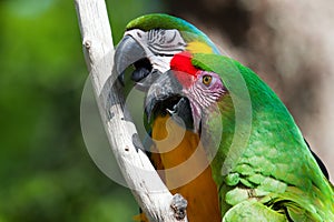 Two Macaw's perched on a tree