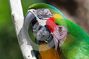 Two Macaw's perched on a tree