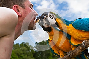 Two macaws and breeder birds photo