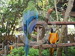 Two Macaws perched on branches