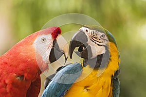 Two Macaws Together