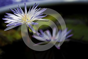 Two macro closeup blue purple water lily in the pool