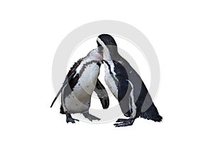 Two Magellan Penguins order Sphenisciformes, family Spheniscidae are a group of aquatic, flightless birds. Isolated on white photo