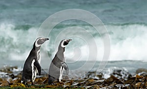 Two Magellanic penguins on the beach watching at waves