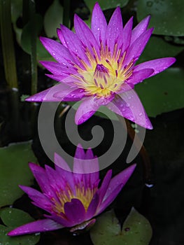 Two Magenta Water Lilly with Rain Drops.