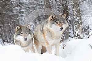 Two magnific wolves in wolf pack in cold winter forest