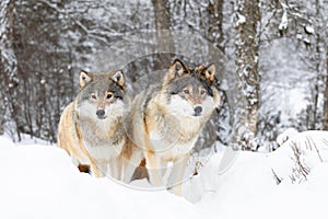 Two magnific wolves in wolf pack in cold winter forest photo
