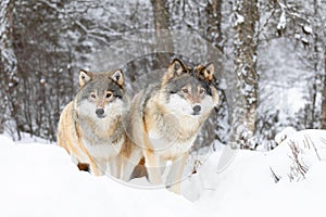 Two magnific wolves in wolf pack in cold winter forest