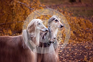 Two magnificent Afghan hounds