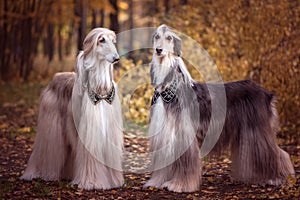 Two magnificent Afghan hounds, similar to medieval