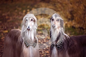 Two magnificent Afghan hounds, similar to medieval