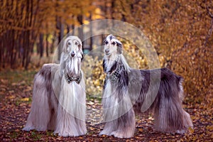 Two magnificent Afghan hounds, similar to medieval lords