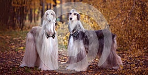 Two magnificent Afghan hounds, similar to medieval lords