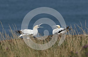 Two magnificent Gannet, Morus bassanus, on the edge of a cliff in the UK, with their beaks open.