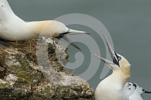 Two magnificent Gannet Morus bassanus with their beaks open fighting on the edge of a cliff in the UK.