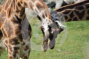 Two magnificent giraffes mingling in the sun