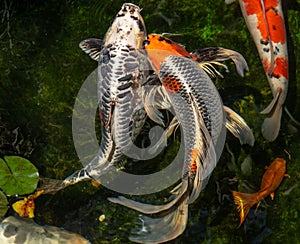 Two magnificent koi  swimming together in a  meditation garden pond