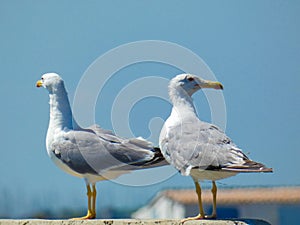 Two magnificent yellow-legged gulls Larus michahellis.looking in the distance towards Port-Saint-Louis-du-RhÃÂ´ne near the