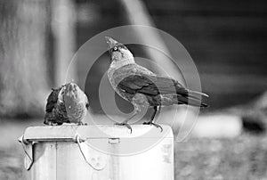 Two magpies drink water from a bucket