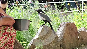 Two magpies get feeded by hand.