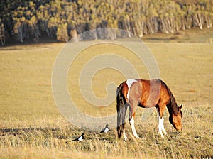 Two magpies and a horse in the field