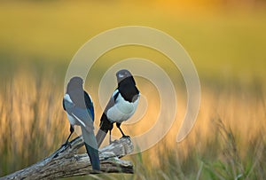 Two magpies pica pica on a tree trunk