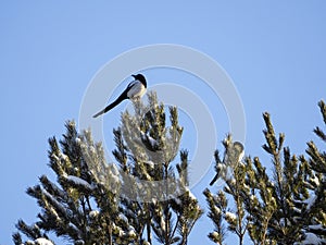 Two magpies are sitting on the tops of the pines. There is snow on the branches of the tree. Sky is blue.