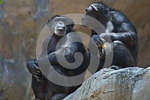 Two Mahale Mountains Chimpanzees at LA Zoo on rock one chimp with wounded arm gives side eye photo